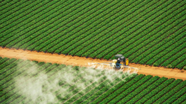 Best Pest Removal Services  in Cecilia, LA