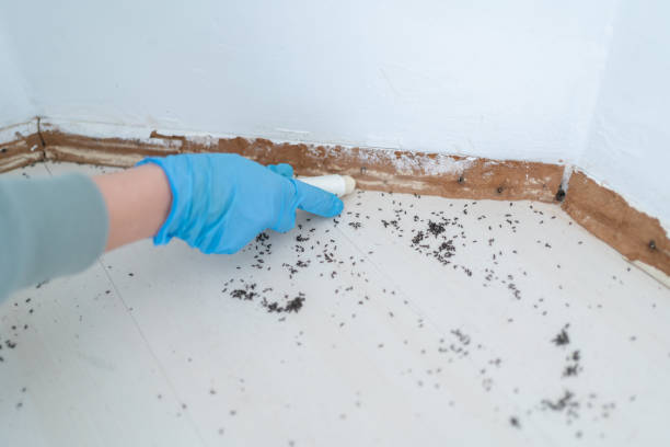 Best Local Pest Control Services  in Cecilia, LA